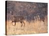 Deer on Gardiners Island-Alfred Eisenstaedt-Stretched Canvas