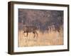 Deer on Gardiners Island-Alfred Eisenstaedt-Framed Photographic Print