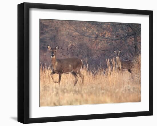 Deer on Gardiners Island-Alfred Eisenstaedt-Framed Photographic Print