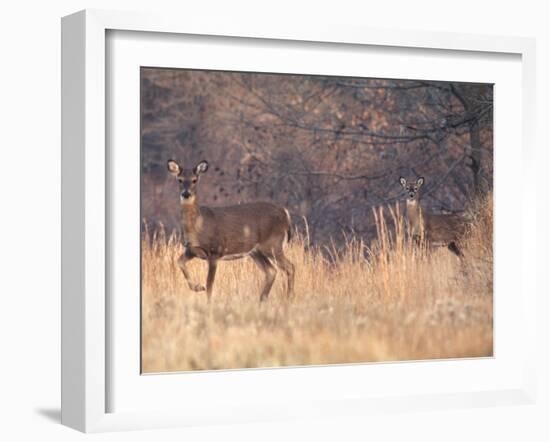 Deer on Gardiners Island-Alfred Eisenstaedt-Framed Photographic Print