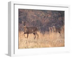 Deer on Gardiners Island-Alfred Eisenstaedt-Framed Photographic Print