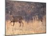 Deer on Gardiners Island-Alfred Eisenstaedt-Mounted Photographic Print