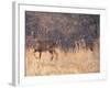 Deer on Gardiners Island-Alfred Eisenstaedt-Framed Photographic Print