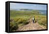 Deer Park and Skomer Island, Marloes Peninsula, Pembrokeshire, Wales, United Kingdom, Europe-Andy Davies-Framed Stretched Canvas