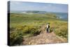 Deer Park and Skomer Island, Marloes Peninsula, Pembrokeshire, Wales, United Kingdom, Europe-Andy Davies-Stretched Canvas