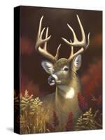 Deer Portrait-Leo Stans-Stretched Canvas