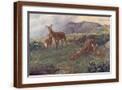 Brown Frame