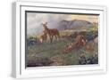 White Frame