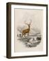 Deer, Red Stag, NL, 1835-null-Framed Art Print