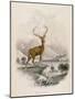 Deer, Red Stag, NL, 1835-null-Mounted Art Print