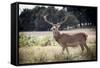 Deer, Richmond Park, Richmond, Surrey, England, United Kingdom, Europe-Charlie Harding-Framed Stretched Canvas