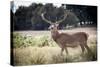 Deer, Richmond Park, Richmond, Surrey, England, United Kingdom, Europe-Charlie Harding-Stretched Canvas