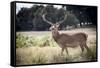 Deer, Richmond Park, Richmond, Surrey, England, United Kingdom, Europe-Charlie Harding-Framed Stretched Canvas