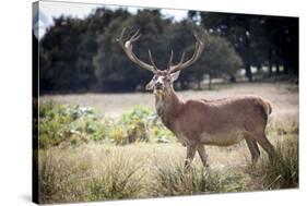 Deer, Richmond Park, Richmond, Surrey, England, United Kingdom, Europe-Charlie Harding-Stretched Canvas