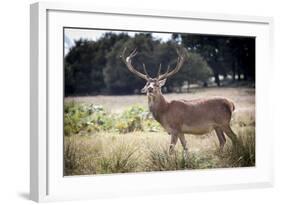 Deer, Richmond Park, Richmond, Surrey, England, United Kingdom, Europe-Charlie Harding-Framed Photographic Print