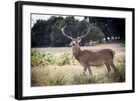 Deer, Richmond Park, Richmond, Surrey, England, United Kingdom, Europe-Charlie Harding-Framed Photographic Print