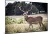 Deer, Richmond Park, Richmond, Surrey, England, United Kingdom, Europe-Charlie Harding-Mounted Photographic Print