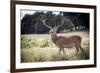 Deer, Richmond Park, Richmond, Surrey, England, United Kingdom, Europe-Charlie Harding-Framed Photographic Print