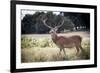 Deer, Richmond Park, Richmond, Surrey, England, United Kingdom, Europe-Charlie Harding-Framed Photographic Print