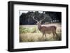 Deer, Richmond Park, Richmond, Surrey, England, United Kingdom, Europe-Charlie Harding-Framed Photographic Print