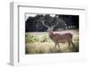 Deer, Richmond Park, Richmond, Surrey, England, United Kingdom, Europe-Charlie Harding-Framed Photographic Print