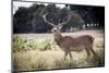 Deer, Richmond Park, Richmond, Surrey, England, United Kingdom, Europe-Charlie Harding-Mounted Photographic Print