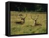 Deer, Richmond Park, Surrey, England, United Kingdom, Europe-Miller John-Framed Stretched Canvas