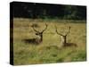 Deer, Richmond Park, Surrey, England, United Kingdom, Europe-Miller John-Stretched Canvas