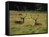 Deer, Richmond Park, Surrey, England, United Kingdom, Europe-Miller John-Framed Stretched Canvas