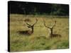 Deer, Richmond Park, Surrey, England, United Kingdom, Europe-Miller John-Stretched Canvas