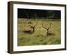 Deer, Richmond Park, Surrey, England, United Kingdom, Europe-Miller John-Framed Photographic Print