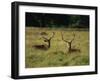 Deer, Richmond Park, Surrey, England, United Kingdom, Europe-Miller John-Framed Photographic Print