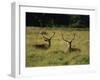 Deer, Richmond Park, Surrey, England, United Kingdom, Europe-Miller John-Framed Photographic Print