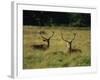 Deer, Richmond Park, Surrey, England, United Kingdom, Europe-Miller John-Framed Photographic Print