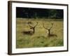 Deer, Richmond Park, Surrey, England, United Kingdom, Europe-Miller John-Framed Photographic Print