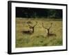 Deer, Richmond Park, Surrey, England, United Kingdom, Europe-Miller John-Framed Photographic Print