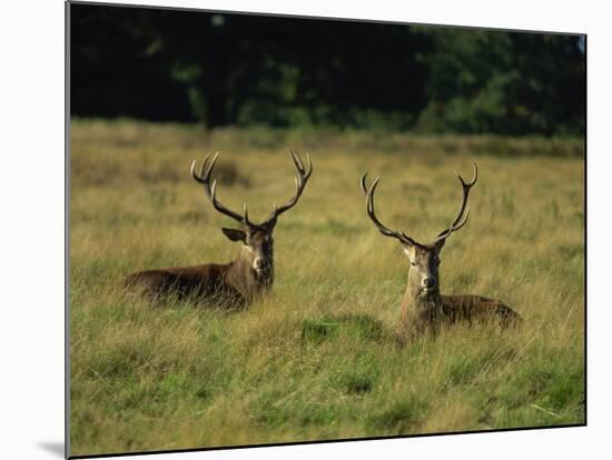 Deer, Richmond Park, Surrey, England, United Kingdom, Europe-Miller John-Mounted Photographic Print