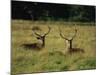 Deer, Richmond Park, Surrey, England, United Kingdom, Europe-Miller John-Mounted Photographic Print