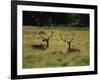 Deer, Richmond Park, Surrey, England, United Kingdom, Europe-Miller John-Framed Photographic Print