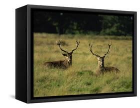 Deer, Richmond Park, Surrey, England, United Kingdom, Europe-Miller John-Framed Stretched Canvas