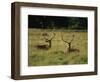 Deer, Richmond Park, Surrey, England, United Kingdom, Europe-Miller John-Framed Photographic Print