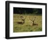 Deer, Richmond Park, Surrey, England, United Kingdom, Europe-Miller John-Framed Photographic Print