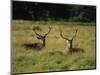 Deer, Richmond Park, Surrey, England, United Kingdom, Europe-Miller John-Mounted Photographic Print