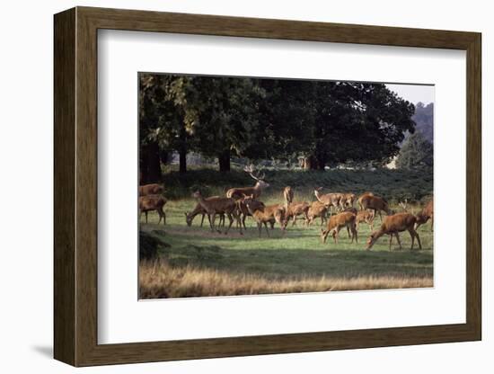 Deer, Richmond Park, Surrey, England, United Kingdom-Walter Rawlings-Framed Photographic Print