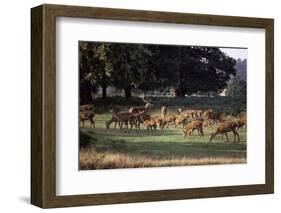 Deer, Richmond Park, Surrey, England, United Kingdom-Walter Rawlings-Framed Photographic Print