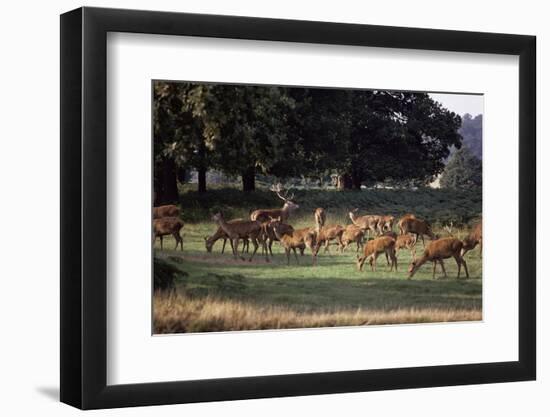 Deer, Richmond Park, Surrey, England, United Kingdom-Walter Rawlings-Framed Photographic Print