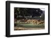 Deer, Richmond Park, Surrey, England, United Kingdom-Walter Rawlings-Framed Photographic Print