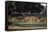 Deer, Richmond Park, Surrey, England, United Kingdom-Walter Rawlings-Framed Stretched Canvas