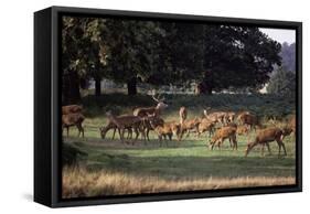 Deer, Richmond Park, Surrey, England, United Kingdom-Walter Rawlings-Framed Stretched Canvas