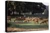 Deer, Richmond Park, Surrey, England, United Kingdom-Walter Rawlings-Stretched Canvas